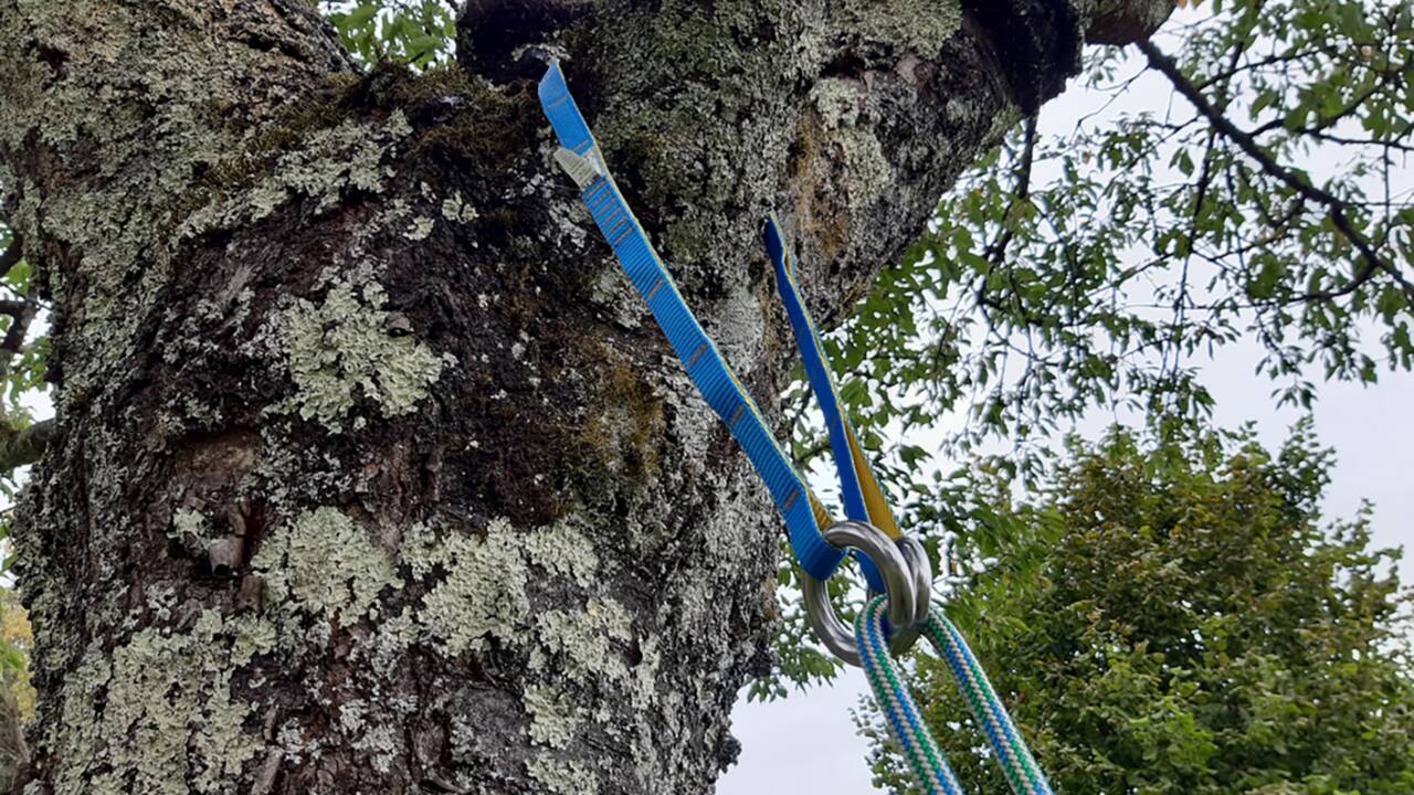 Les bons gestes pour grimper aux arbres sans les abîmer