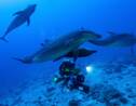 Polynésie : ces plongeurs et ces scientifiques à la recherche des joyaux des abysses