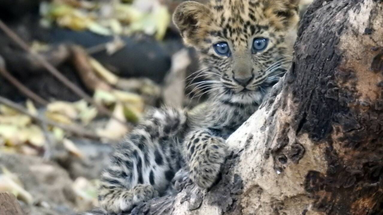 Quand une lionne adopte un bébé léopard dans un parc national en Inde