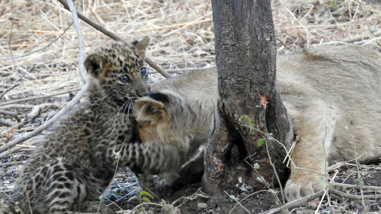 Quand Une Lionne Adopte Un Bebe Leopard Dans Un Parc National En Inde Geo Fr