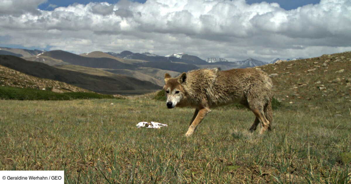 Le Loup Le Plus Grand Du Monde
