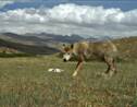 Le loup de l'Himalaya, une espèce distincte génétiquement adaptée à la vie en altitude ?