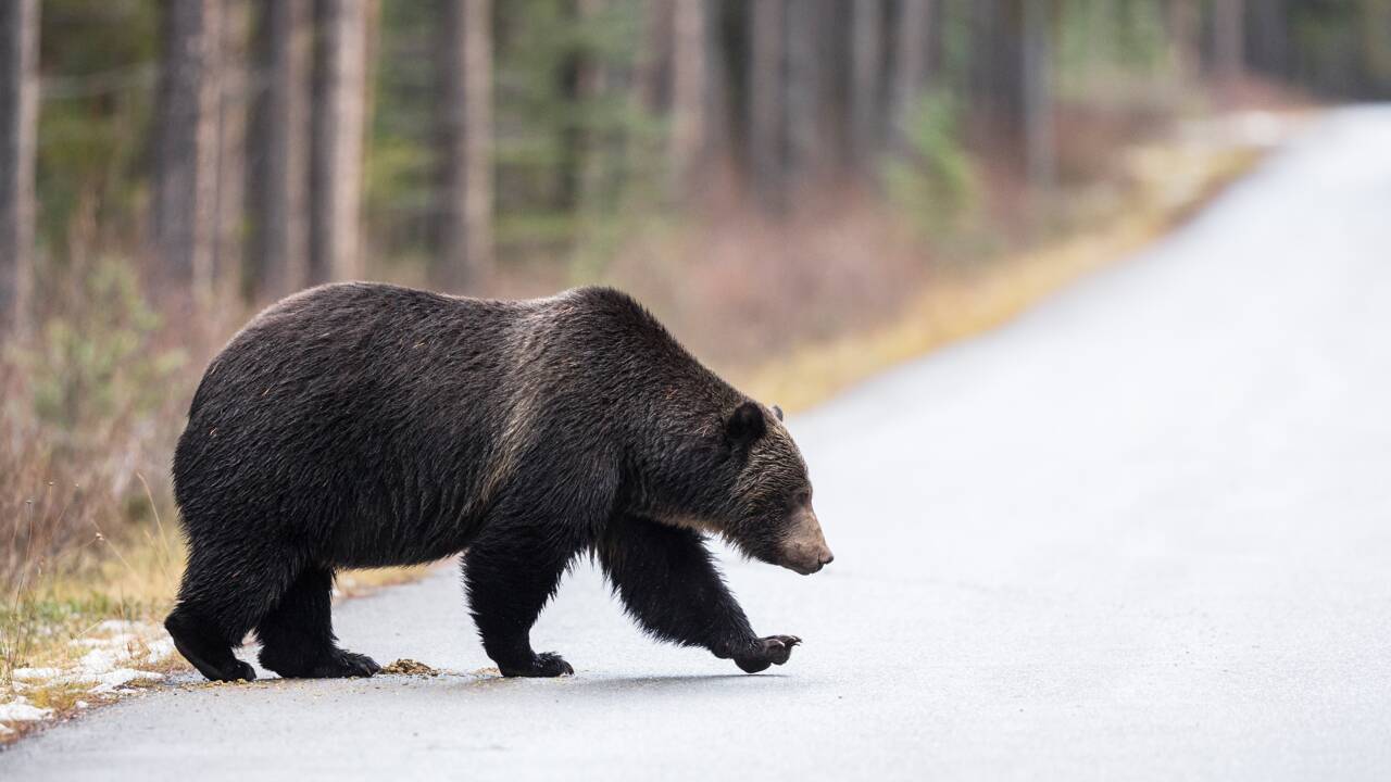 A cause de la douceur de l'hiver, les ours sortent d'hibernation plus tôt que prévu