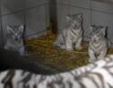 Rare naissance de trois tigres blancs au zoo d'Amnéville