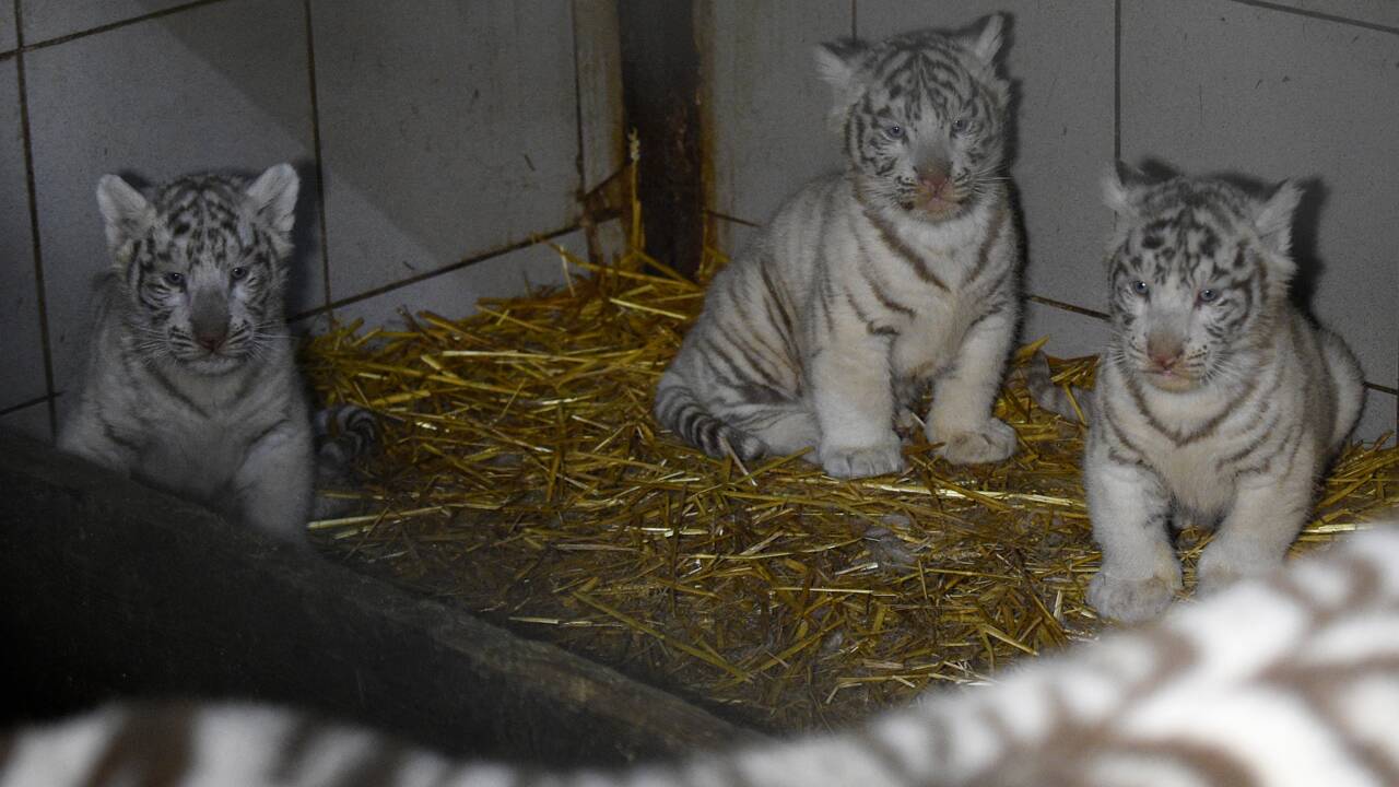 Rare Naissance De Trois Tigres Blancs Au Zoo D Amneville Geo Fr