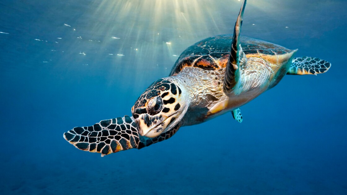 Une Tortue Relachee D Un Aquarium Realise Un Periple De Km Jusqu En Australie Geo Fr