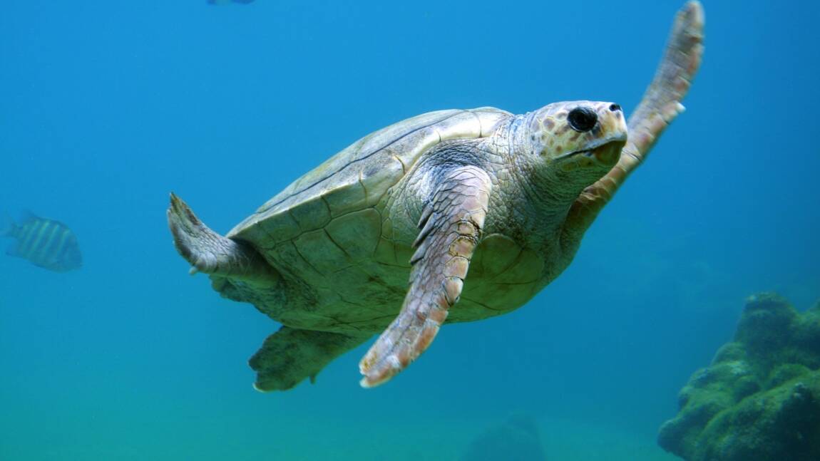 Les Tortues Marines Mangent Du Plastique Car Elles Sont Attirees Par Son Odeur Geo Fr