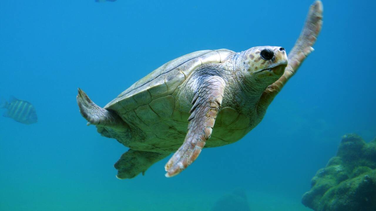 Les tortues marines mangent du plastique car elles sont attirées par son odeur