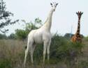 Kenya : l'unique girafe blanche femelle tuée par des braconniers