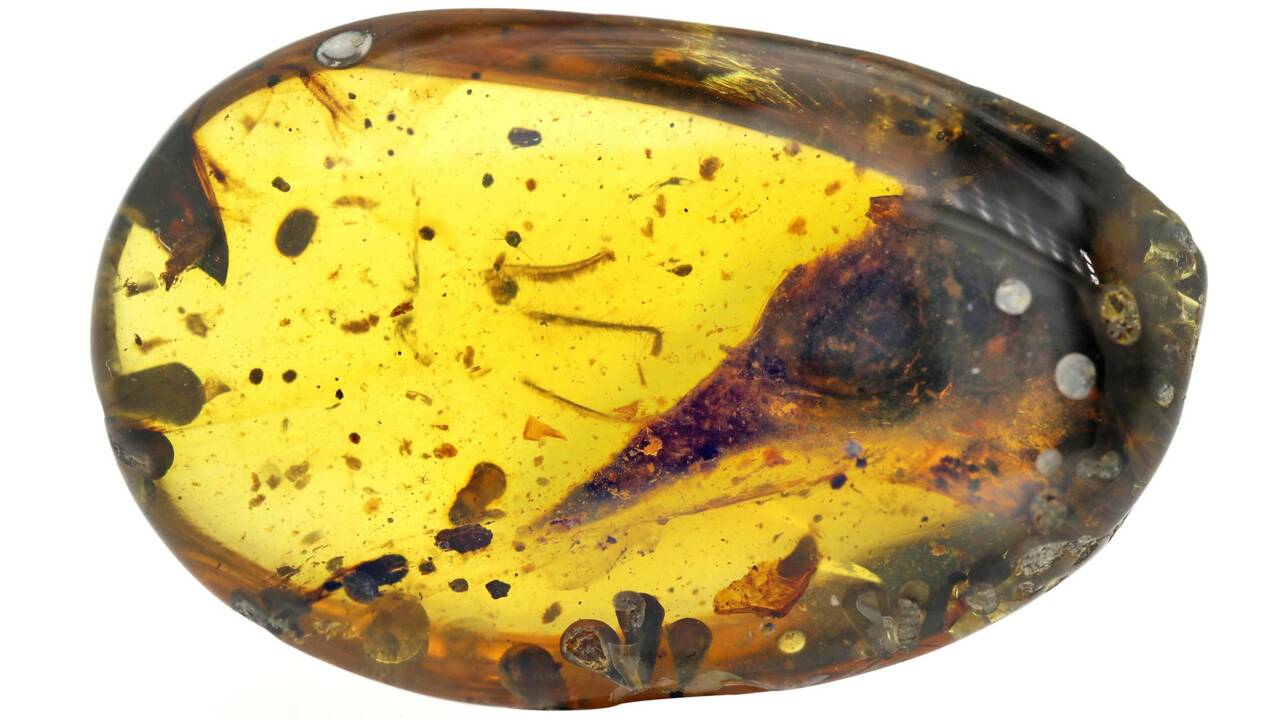 Un minuscule dinosaure vieux de 99 millions d'années découvert figé dans l'ambre