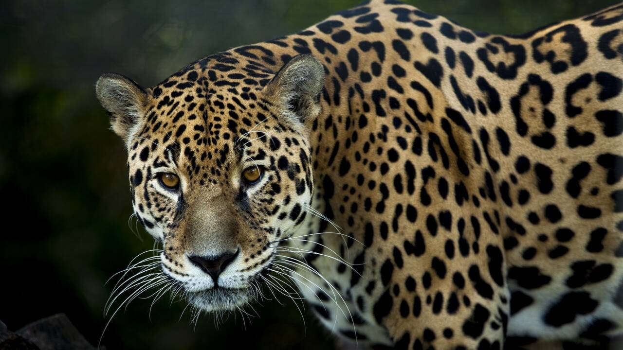 "Nous n’avons plus le temps" : après la COP13, quel bilan pour la sauvegarde des animaux sauvages ?