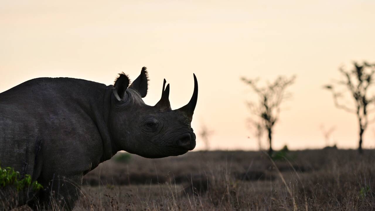 Une lueur d'espoir pour le rhinocéros noir, selon l'UICN