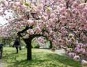 Avec l'arrivée du printemps, les cerisiers commencent à fleurir à travers le monde