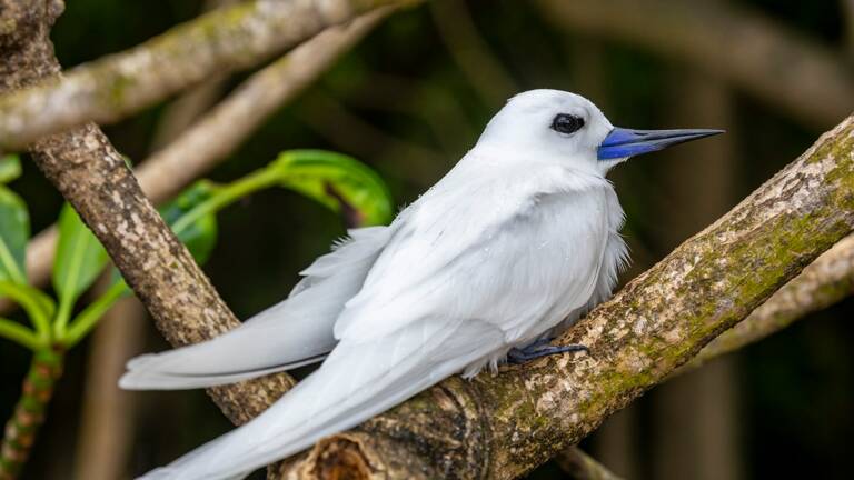 Aux Seychelles Un Oiseau Renait De Ses Cendres 136 000 Ans Apres Sa Disparition Geo Fr