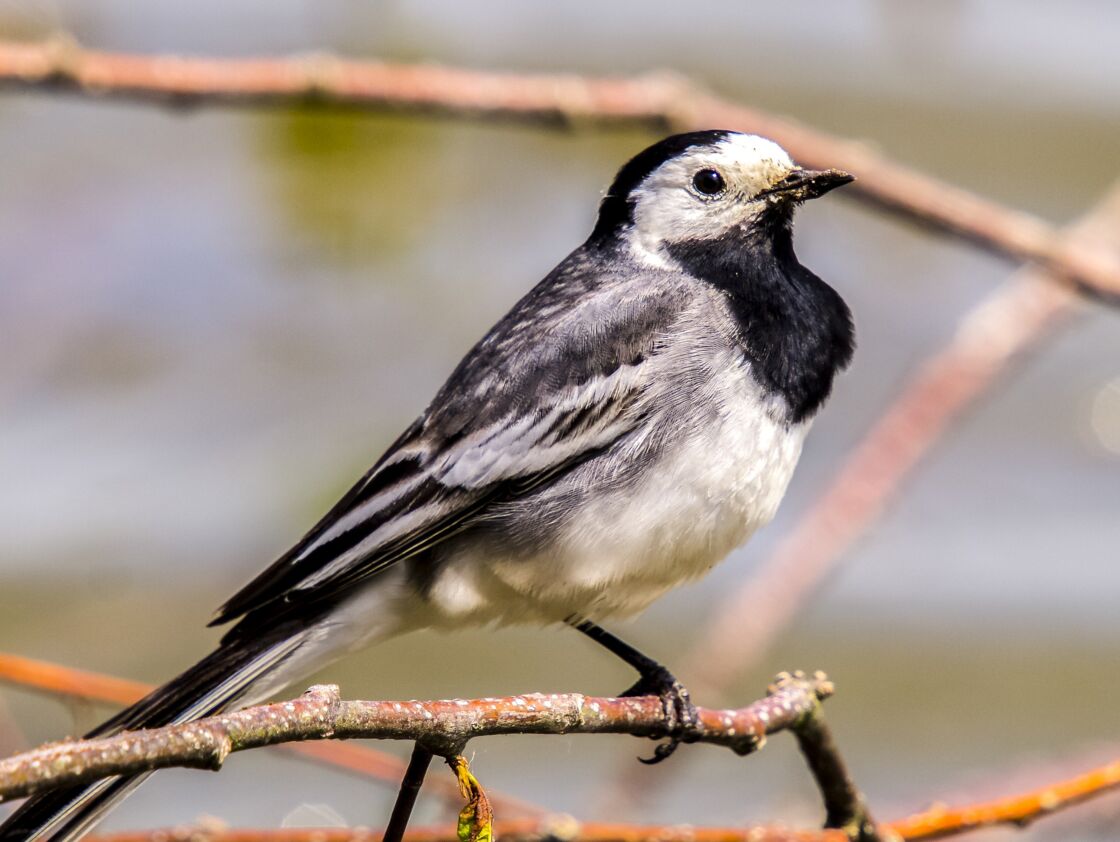 Chant Des Oiseaux Du Jardin