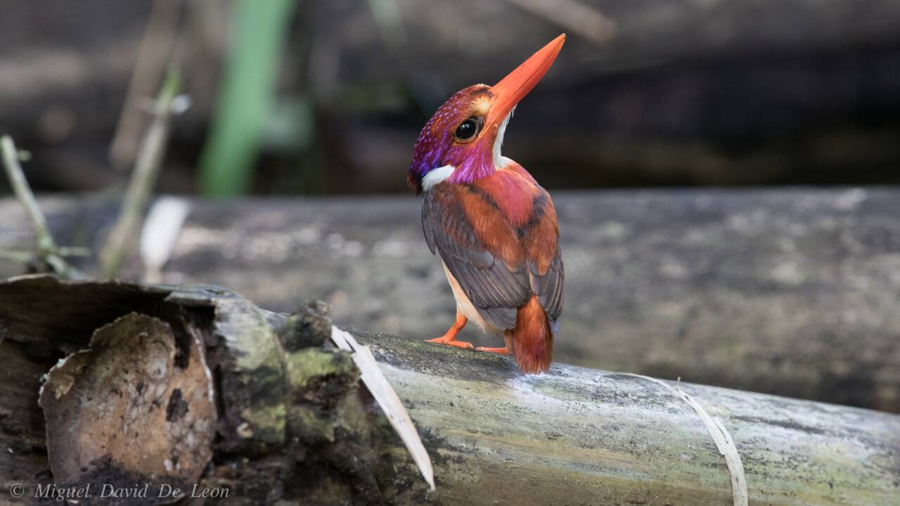 Cet oiseau rarissime a été photographié pour la première fois aux Philippines
