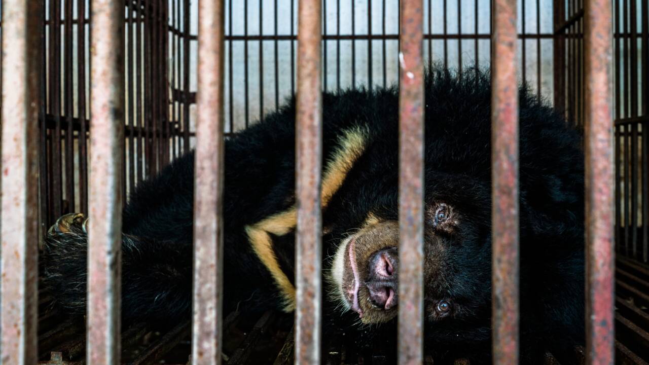 Contre le coronavirus, la Chine recommande un traitement à base de bile d'ours