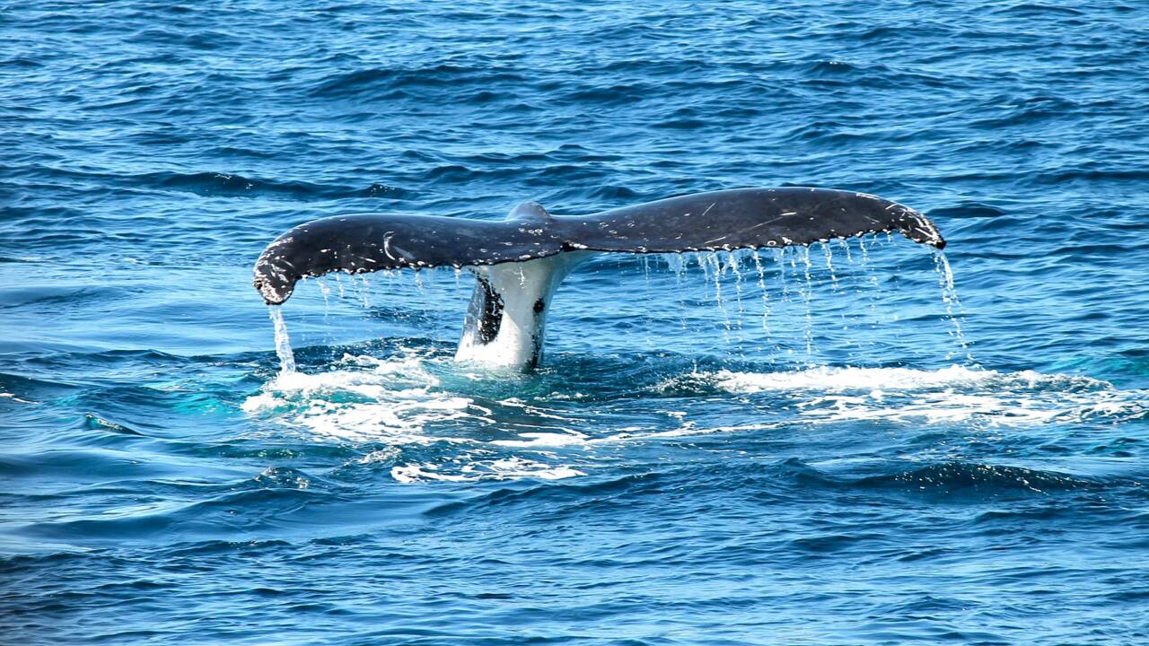 Le souffle d'une baleine analysé grâce à un drone