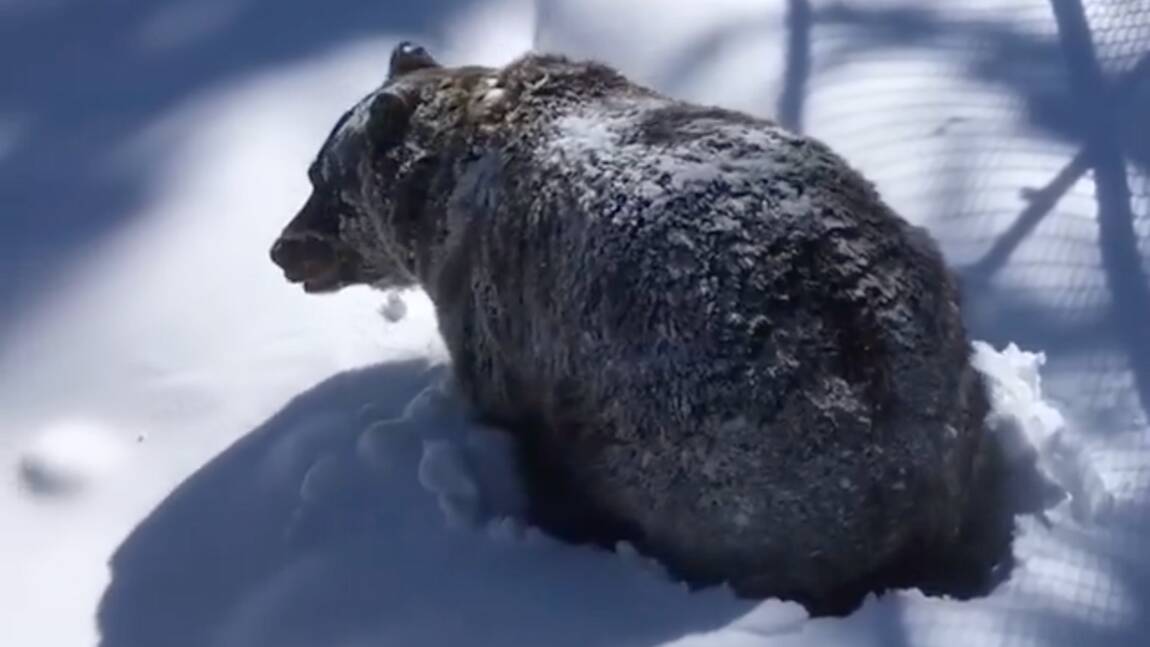 Quand un grizzli sort d'hibernation sous les yeux de sa soigneuse au Canada
