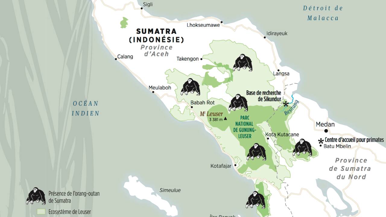 Indonésie : à la rencontre des orangs-outans dans la jungle de Sumatra