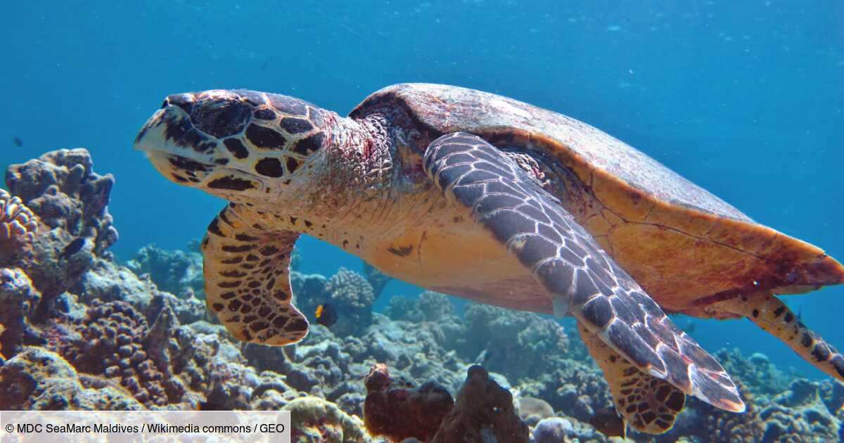 Au Bresil Le Spectacle De La Naissance De Tortues Menacees D Extinction Sur Des Plages Desertes Geo Fr