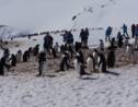 Pourquoi tourisme et Antarctique ne font pas bon ménage