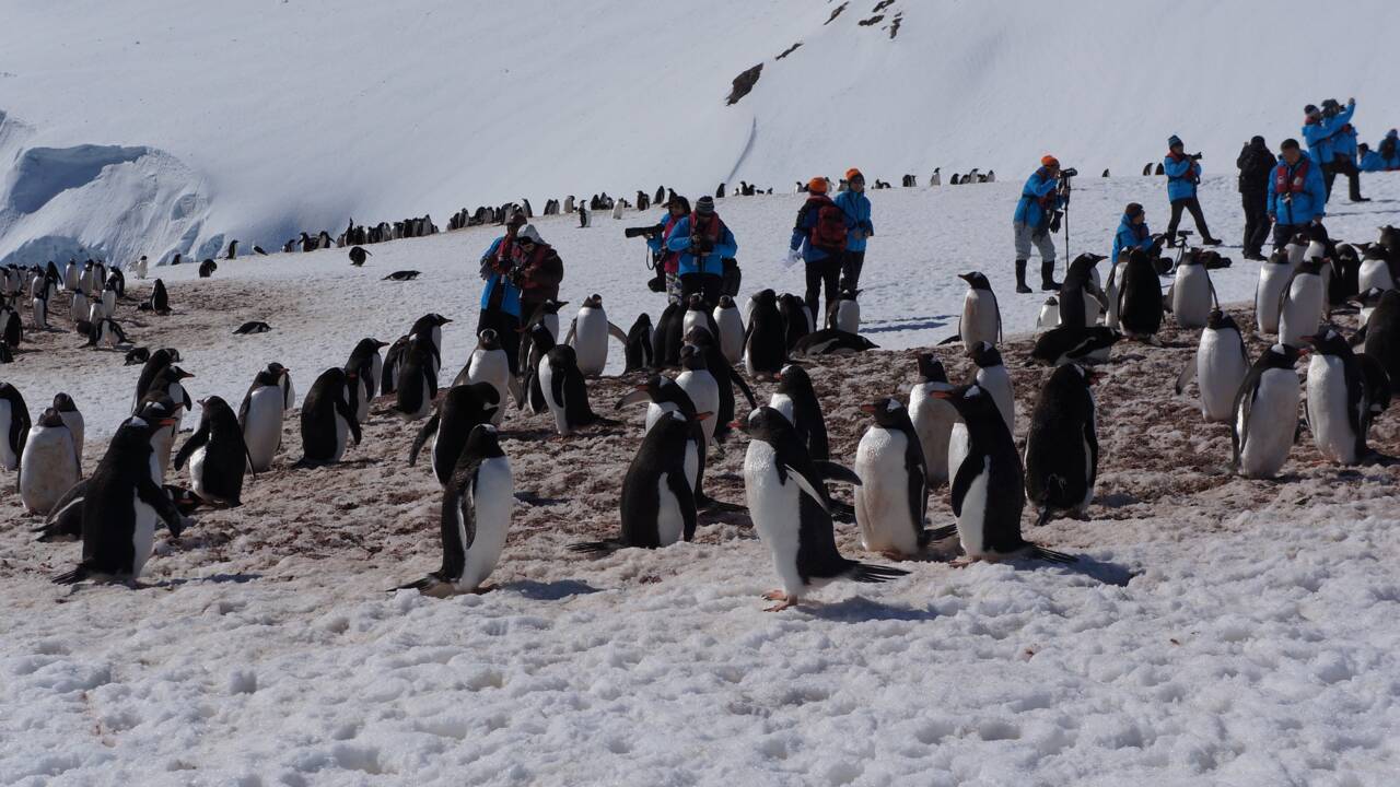 Pourquoi tourisme et Antarctique ne font pas bon ménage