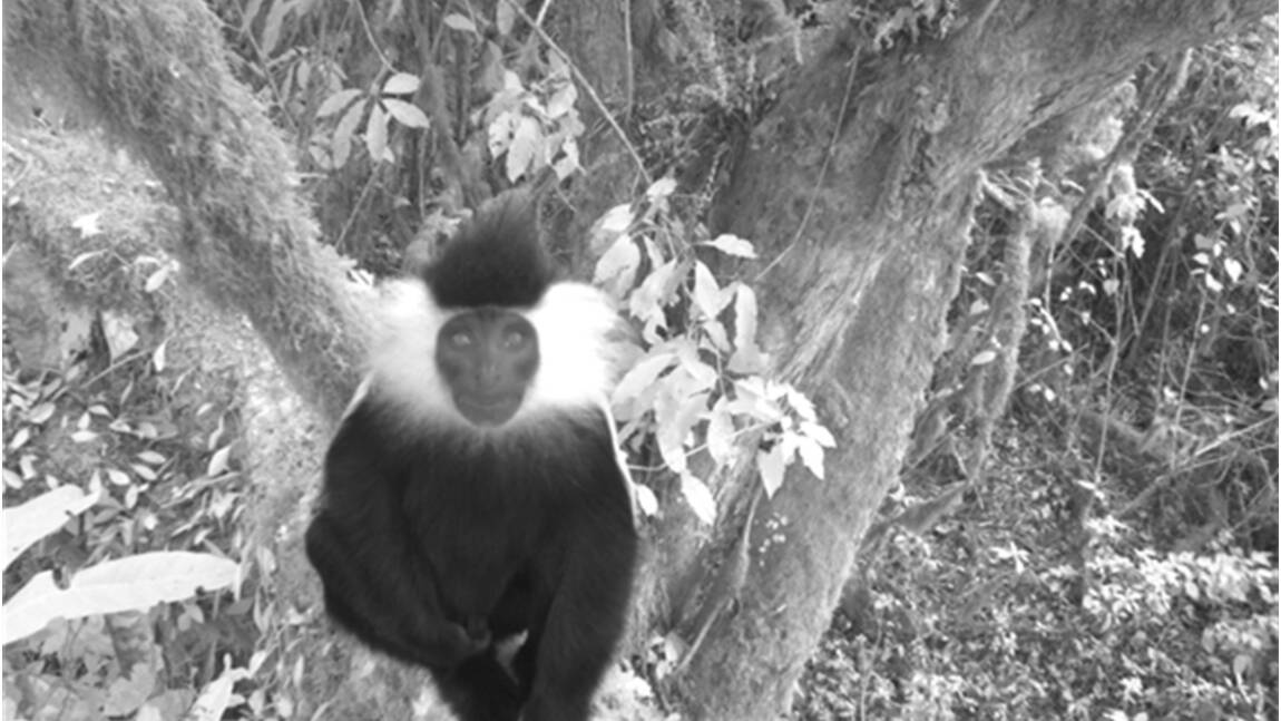 Au Rwanda, des caméras documentent la riche biodiversité d'un parc national