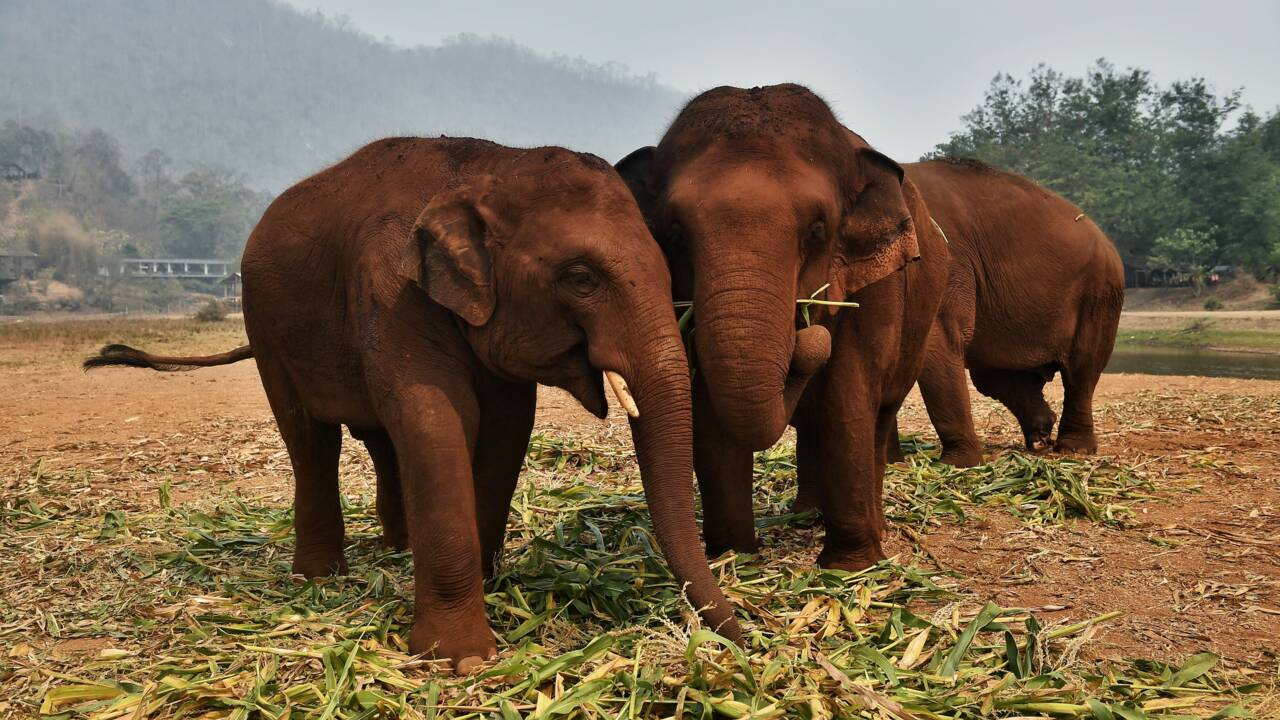 Confinement : "les éléphants à touristes" en détresse en Thaïlande