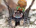 Sept nouvelles espèces d'araignées paons identifiées en Australie