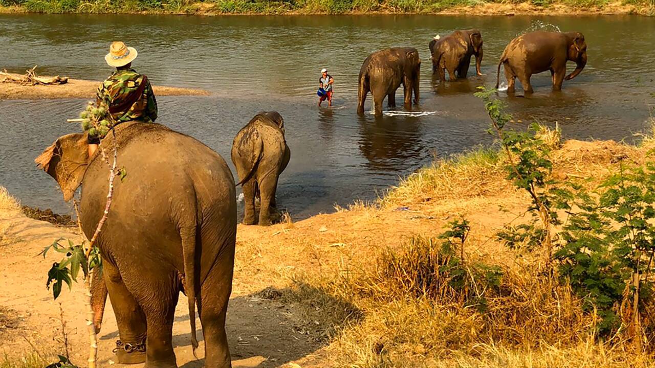 Confinement : "les éléphants à touristes" en détresse en Thaïlande