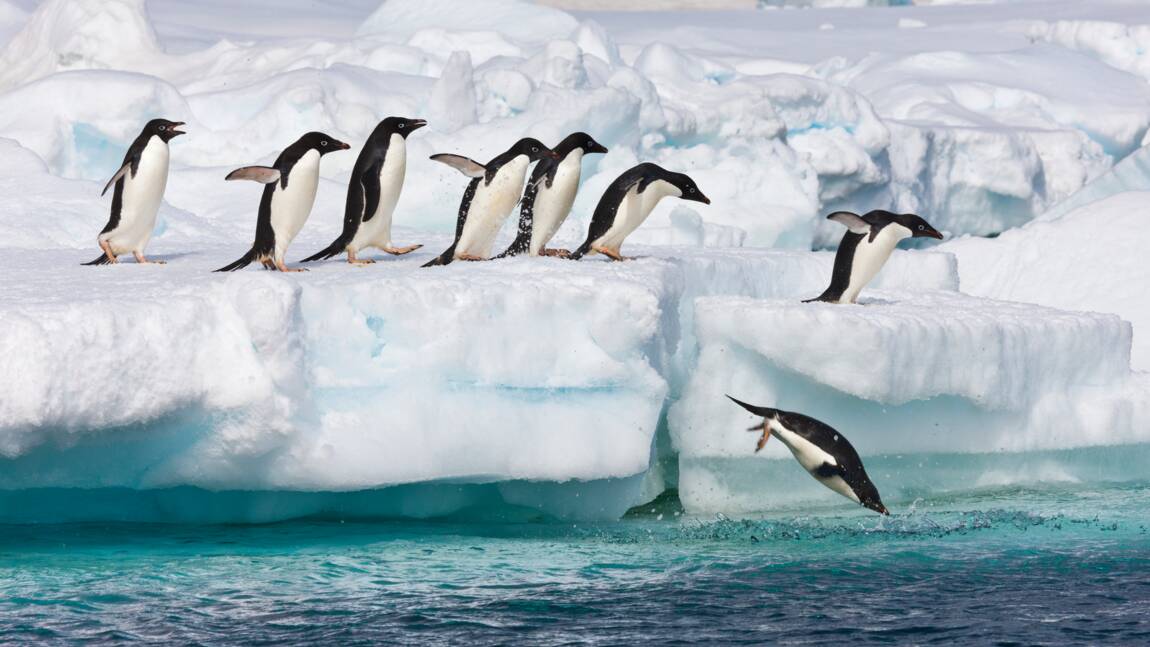 Confinement : aidez les scientifiques à compter les manchots en Antarctique