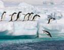 Confinement : aidez les scientifiques à compter les manchots en Antarctique