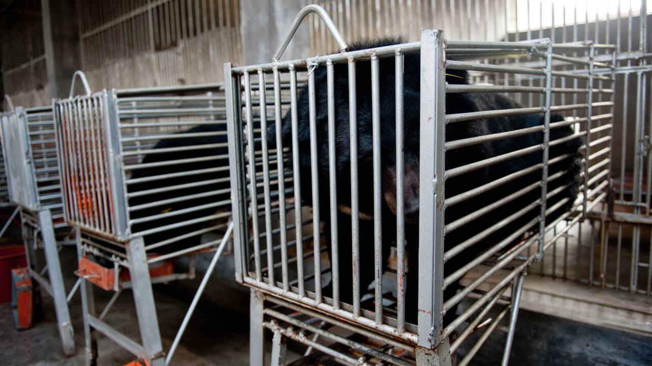 Chine: l'ours et sa bile sacrifiés sur l'autel du coronavirus