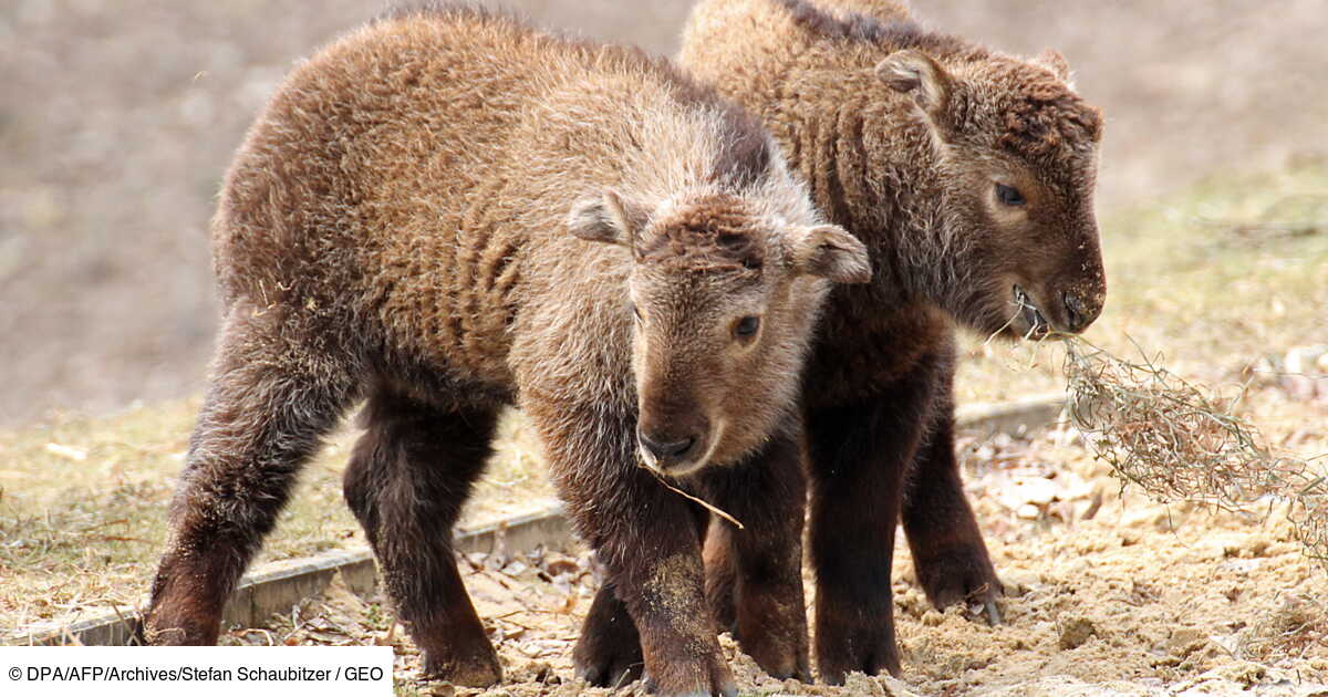 Rare Naissance D Un Bebe Takin Espece Menacee Dans Un Zoo D Auvergne Geo Fr