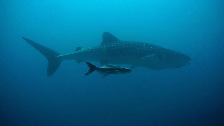 Et Le Record Du Plus Grand Poisson Au Monde Revient A La Femelle Requin Baleine Geo Fr