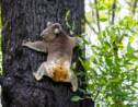 Australie : Les koalas survivants des incendies relâchés
