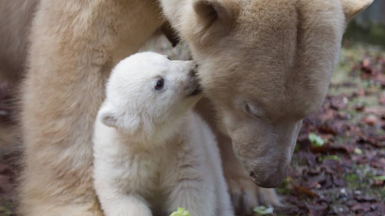 L'ourse polaire Nanuq quitte le zoo de Mulhouse