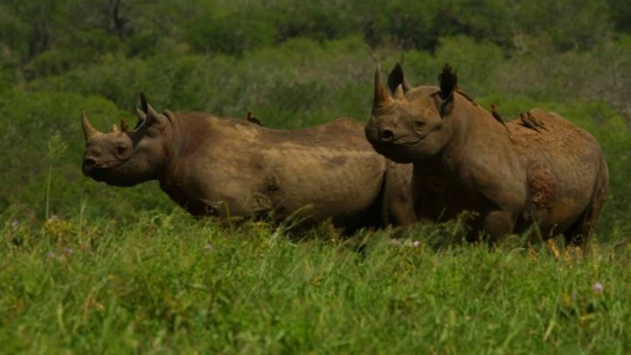 Comment des oiseaux peuvent aider les rhinocéros à éviter les braconniers