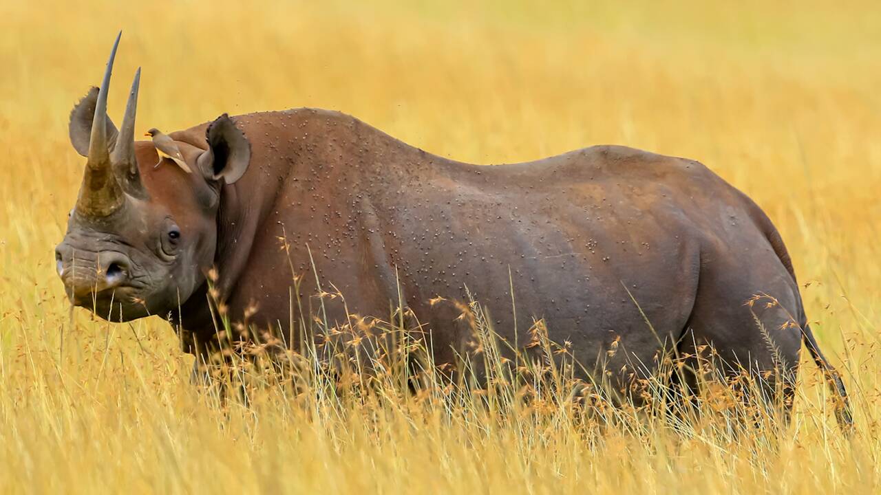 Comment des oiseaux peuvent aider les rhinocéros à éviter les braconniers