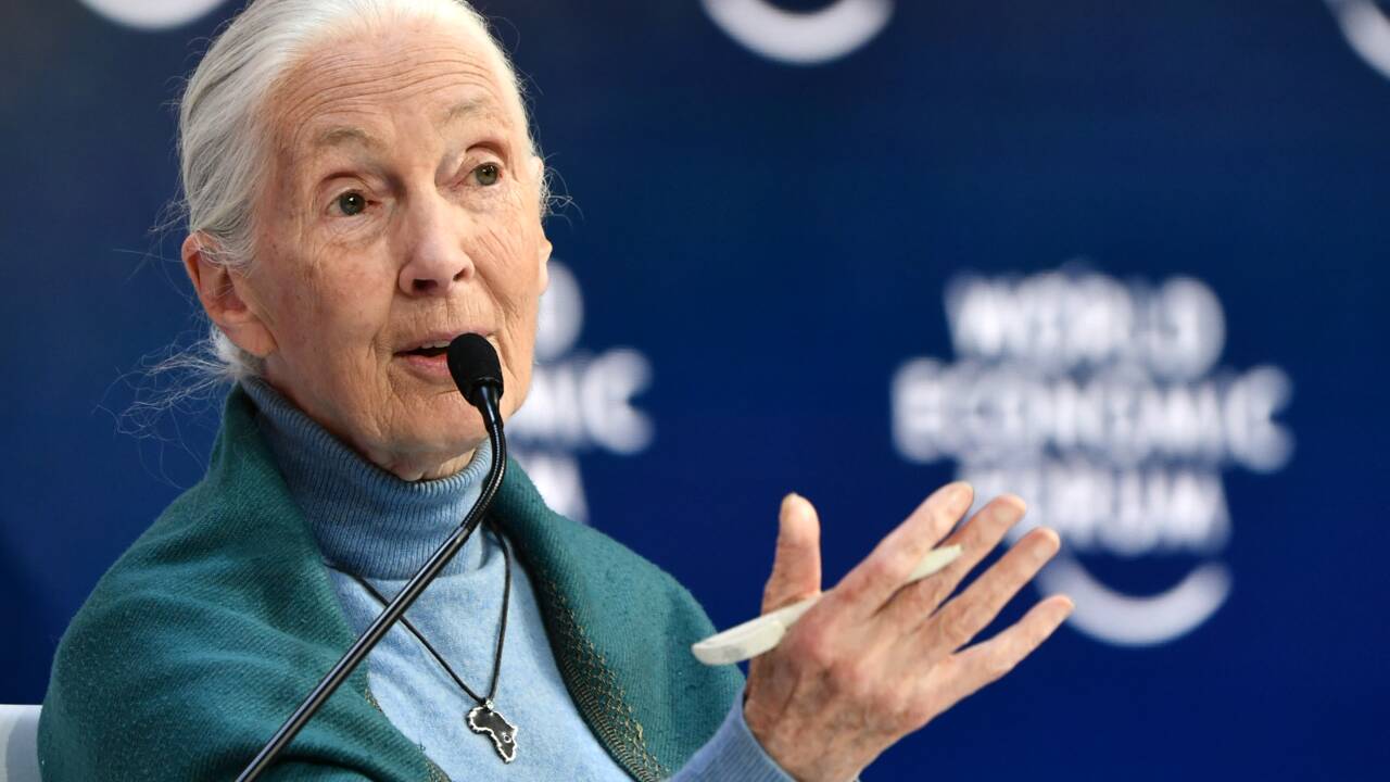 Coronavirus : les humains doivent cesser de "mépriser" la nature, avertit Jane Goodall