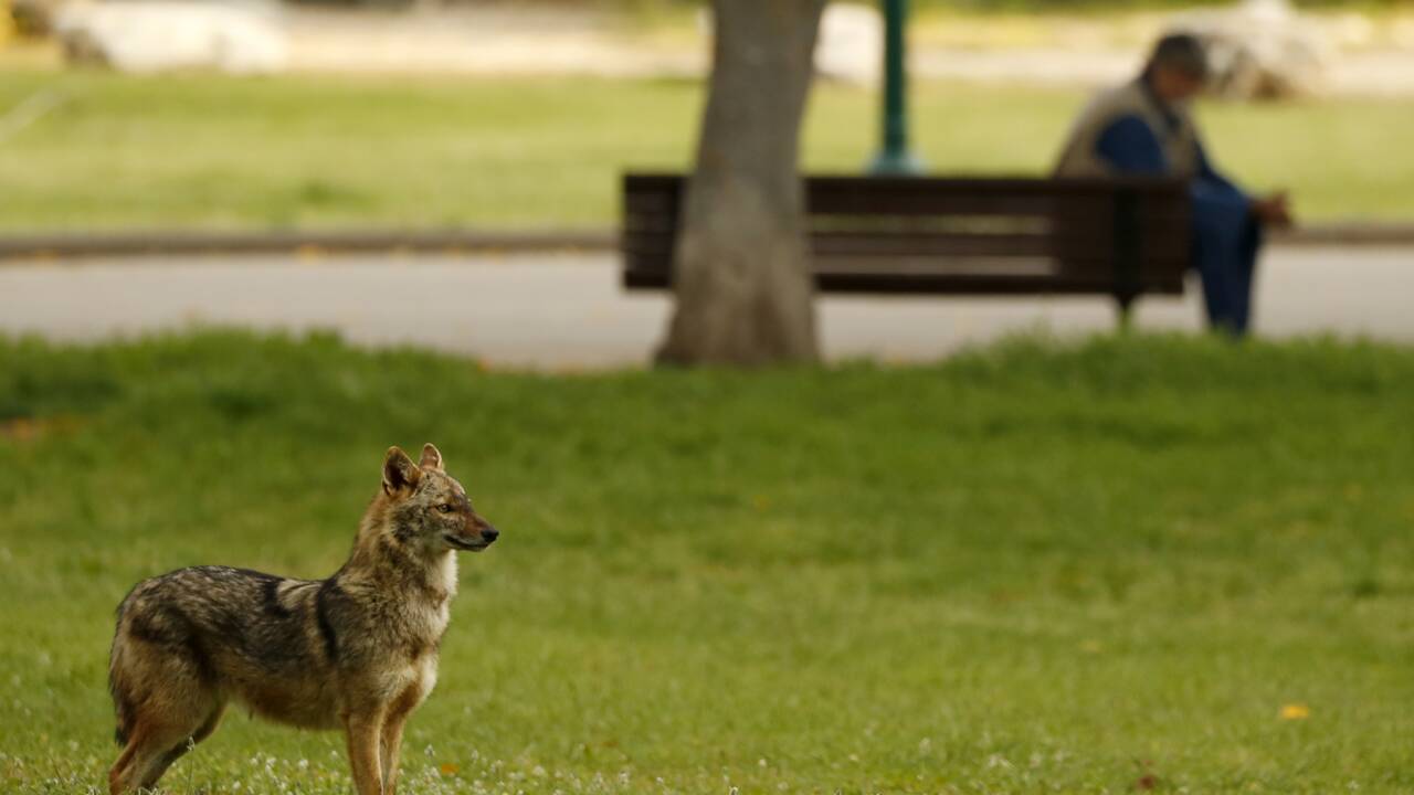 A Tel-Aviv, les chacals investissent un parc déserté par les humains confinés
