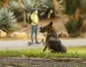 A Tel-Aviv, les chacals investissent un parc déserté par les humains confinés