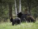 Au parc de Yosemite, les ours profitent de l'absence des visiteurs