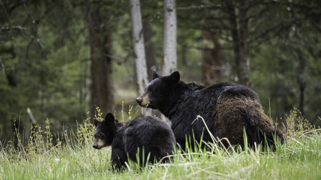 Au parc de Yosemite, les ours profitent de l'absence des visiteurs