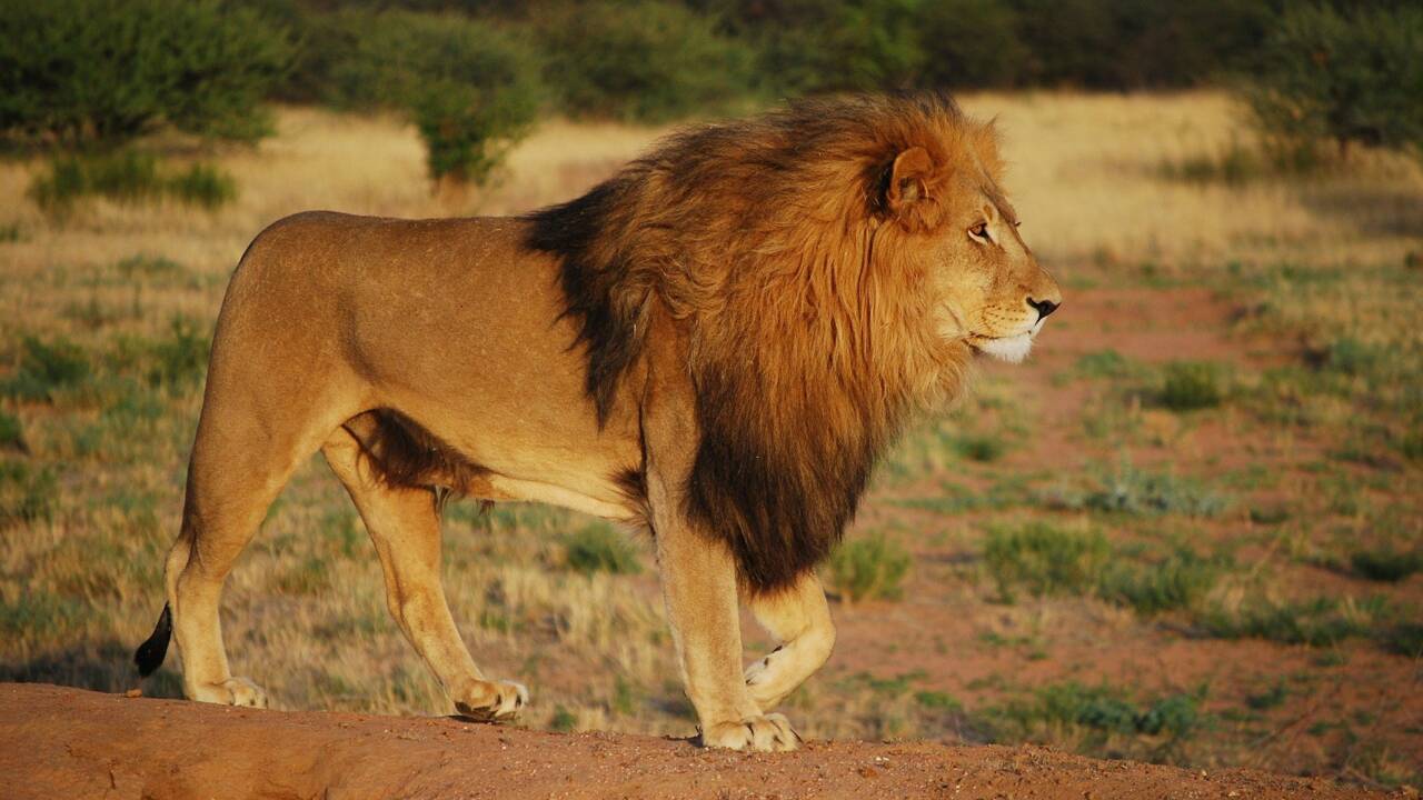 Le coronavirus menace les lions élevés pour le tourisme en Afrique du Sud