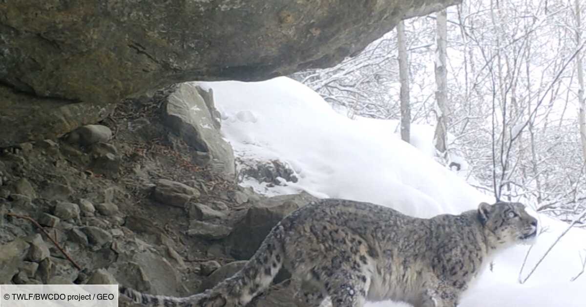 Une Camera Capture De Rares Images D Une Panthere Des Neiges Au Pakistan Geo Fr