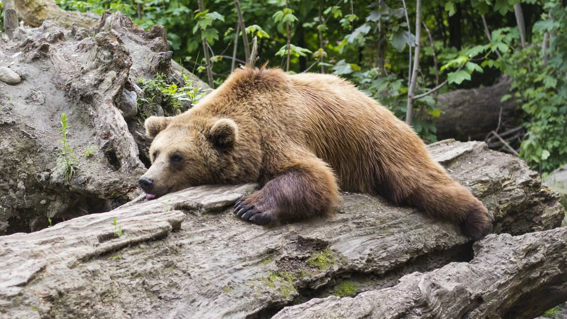 L'ours Cachou serait mort après s'être battu avec un autre mâle