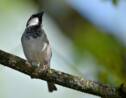 La LPO invite les "confinés" à compter les oiseaux dans leur jardin