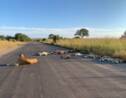 Afrique du Sud : des lions profitent de l'absence des touristes pour faire la sieste sur la route